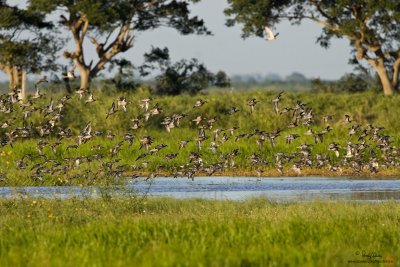 GARGANEYS ARE HERE. A familiar scene welcomes me to Candaba - a Pied Harrier harrases a flock of Garganeys, and the scared little ducks were flying all over the big pond to escape from the raptor.

[CANDABA WETLANDS, PAMPANGA PROVINCE, 1DM2 + 500 f4 IS + Canon 1.4x TC, 475B/3421 support]