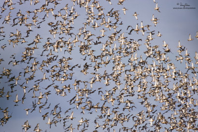A SKYFUL OF GARGANEYS. Hundreds of these erratic flying ducks take to the air when a Pied Harrier swoops low over the wetlands.

[CANDABA WETLANDS, PAMPANGA PROVINCE, 1DM2 + 500 f4 IS + Canon 1.4x TC, 475B/3421 support, resized full frame]

