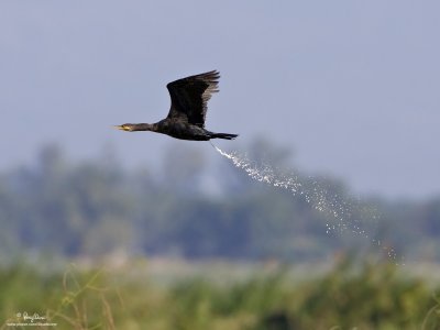 Great Cormorant at Candaba wetlands!
