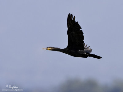 Great Cormorant 

Scientific name - Phalacrocorax carbo 

Habitat - Rare, found along the coast, and inland waters and marshes. 

[1DM2 + 500 f4 L IS + Canon 1.4x TC, 475B/3421 support]
