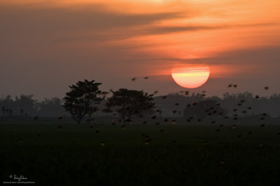 CHESTNUT MUNIAS AT SUNSET. Flocks of Chestnut Munias feeding on the ricefields take off at the slightest movement of passers-by, as the sun decides to withdraw my golden light. 
The center of planetary orbits must be telling me you have had enough birds for this sortie...:)

[1DM2 + 100-400 L IS, hand held]