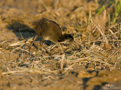 White-Breasted Waterhen (immature)

Scientific name - Amaurornis phoenicurus 

Habitat - Wetter areas - grasslands, marshes and mangroves. 

[40D + 500 f4 L IS + Canon 1.4x TC, bean bag]
