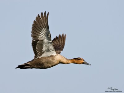 Philippine Duck 
(a Philippine endemic) 

Scientific name - Anas luzonica 

Habitat - Freshwater marshes, shallow lakes and ricefields. 

[1DM2 + 500 f4 L IS + Canon 1.4x TC, 475B/3421 support]
