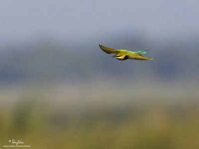 Blue-tailed Bee-eater 

Scientific name - Merops philippinus 

Habitat - Open country usually associated with water along rivers, marshes and ricefields. 

[1DM2 + 500 f4 L IS + Canon 1.4x TC, 475B/3421 support]