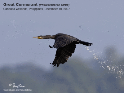 ANIMATED VERSION - Great Cormorant 

Scientific name - Phalacrocorax carbo 

Habitat - Rare, found along the coast, and inland waters and marshes. 

[3 frames, 1DM2 + 500 f4 L IS + Canon 1.4x TC, 475B/3421 support] 

