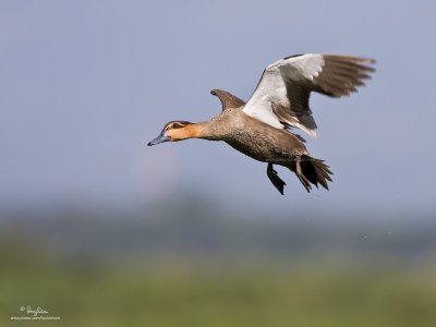 Spot-billed Duck at Candaba wetlands