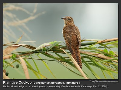 Plaintive Cuckoo at Candaba wetlands