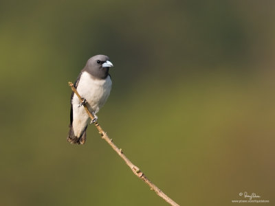 Birding in a Nuke Powerplant