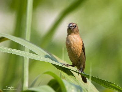 Chestnut Munia (Immature, provisional ID) 

Scientific name: Lonchura atricapilla 

Habitat: Ricefields, grasslands and open country. 

[40D + 100-400 L IS, hand held]
