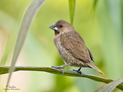 Scaly-Breasted Munia 

Scientific name: Lonchura punctulata 

Habitat: Ricefields, grasslands, gardens and scrub. 

[40D + 100-400 L IS, hand held] 
