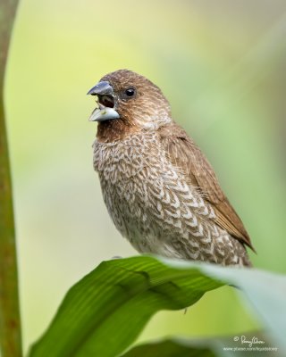 Scaly-Breasted Munia 

Scientific name: Lonchura punctulata 

Habitat: Ricefields, grasslands, gardens and scrub. 

[40D + 100-400 L IS, hand held] 
