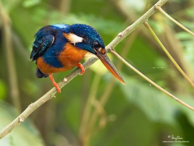 Indigo-banded Kingfisher 
(a Philippine endemic, female) 

Scientific name - Alcedo cyanopecta 

Habitat - Uncommon, restricted to clear fresh water streams up to at least 1500 m. 

[40D + 500 f4 IS + Canon 1.4x TC, 475B/3421 support]
