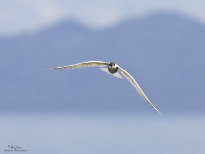 Whiskered Tern (breeding plumage)

Scientific name: Chlidonias hybridus 

Habitat: Bays, tidal flats to ricefields. 

[LAKE NAUJAN, ORIENTAL MINDORO, 1DMII + 400 5.6L, hand held] 
