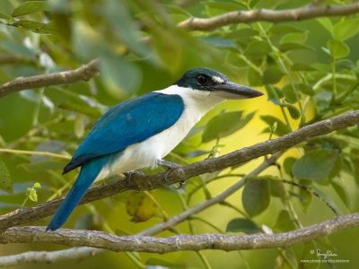 Collared Kingfisher 

Scientific name: Todiramphus chloris 

Habitat: Coastal areas to open country, but seldom in forest 

[PUERTO GALERA, ORIENTAL MINDORO, 40D + 500 f4 IS + Canon 1.4x TC, bean bag] 
