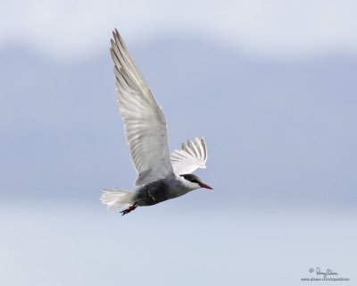 Whiskered Tern (breeding plumage) 

Scientific name: Chlidonias hybridus 

Habitat: Bays, tidal flats to ricefields. 

[LAKE NAUJAN, ORIENTAL MINDORO, 1DMII + 400 5.6L, hand held] 

