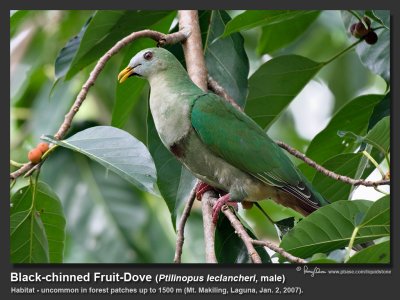 Black-chinned_Fruit-Dove-IMG_6601.jpg