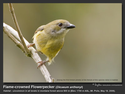 Flame-crowned_Flowerpecker-IMG_0030.jpg