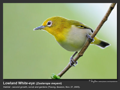 Lowland_White-eye-IMG_1166.jpg