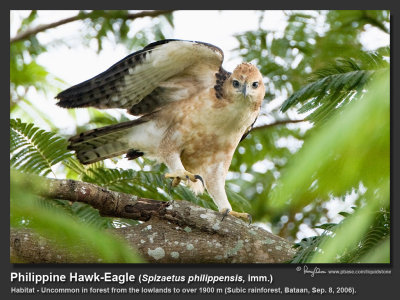 Philippine_Hawk-Eagle-IMG_0536.jpg