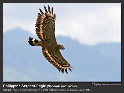 Philippine_Serpent-Eagle-IMG_2348.jpg