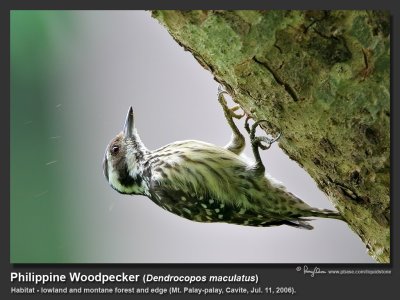 Philippine_Woodpecker-IMG_0159.jpg