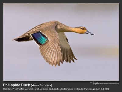 Philippine_Duck-KZ2L5246.jpg