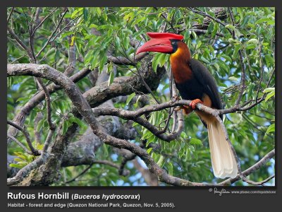 Rufous_Hornbill-IMG_8115.jpg