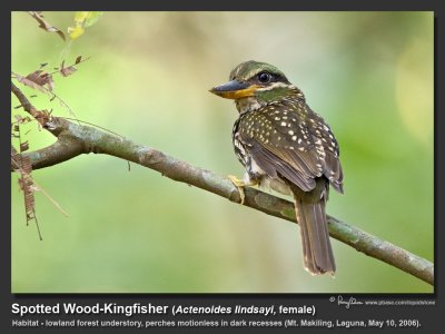 Spotted_Wood-Kingfisher-IMG_9875.jpg