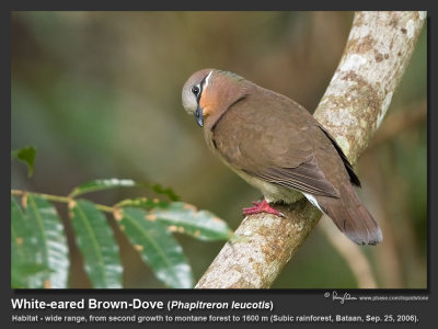 White-eared_Brown-Dove-IMG_1250.jpg