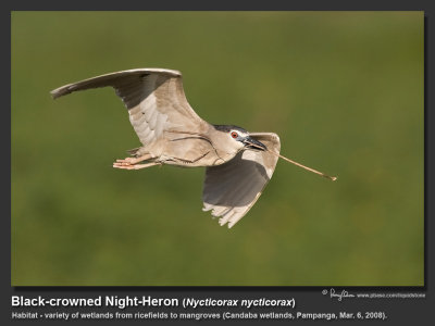 Black-crowned_night-Heron-KZ2L0594.jpg