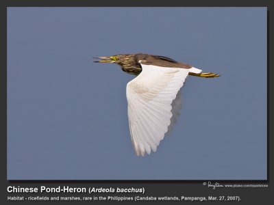 Chinese_Pond-Heron-KZ2L4512.jpg