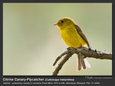 Citrine_Canary_Flycatcher-IMG_1211.jpg