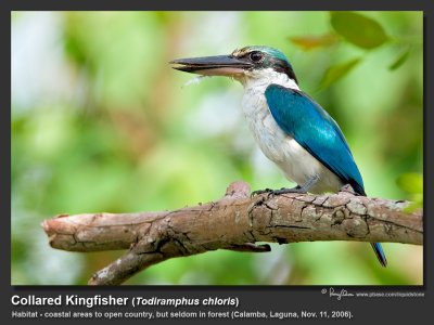 Collared_Kingfisher-IMG_2284.jpg