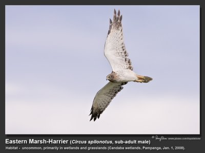 Easter_Marsh-Harrier-KZ2L2206.jpg