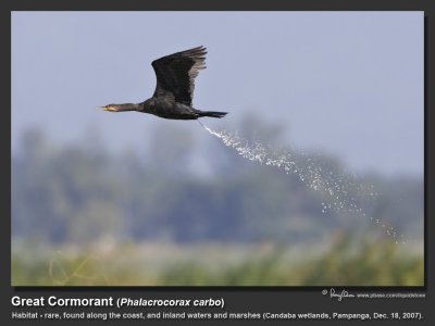 Great_Cormorant-KZ2L1590.jpg