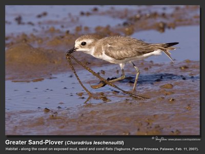 Greater_Sand-Plover-KZ2L0123.jpg