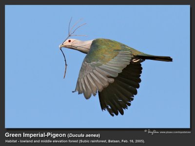 Green_Imperial-Pigeon-IMG_8523.jpg