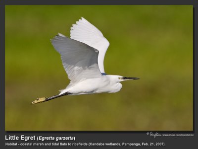 Little_Egret-KZ2L1061.jpg