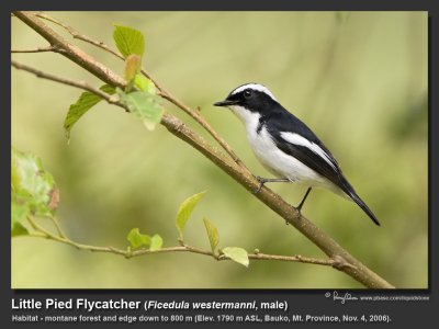 Little_Pied_flycatcher-IMG_1782.jpg