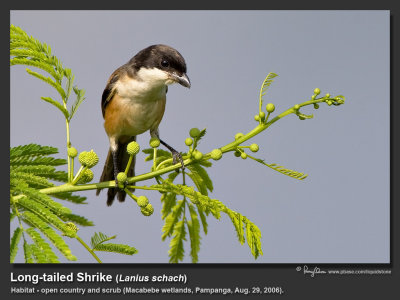 Long-tailed_Shrike-IMG_0385.jpg