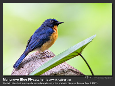 Mangrove_Blue-Flycatcher-IMG_0961.jpg