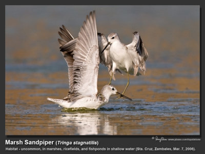 Marsh_Sandpiper-IMG_7106.jpg