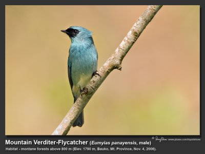 Mountain_Verditer-Flycatcher-IMG_1818.jpg