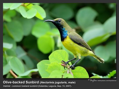 Olive-backed_Sunbird-IMG_1775.jpg