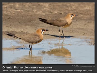 Oriental_Pratincole-IMG_2353.jpg