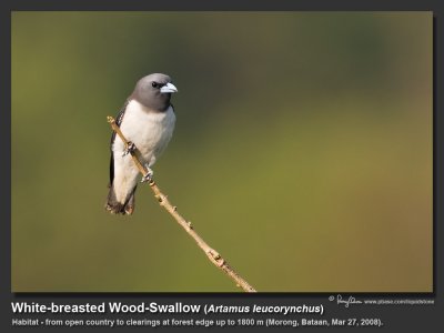 White-breasted_Wood-Swallow-IMG_3645.jpg