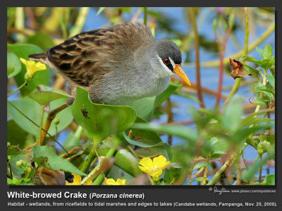 White-browed_Crake-IMG_0648.jpg