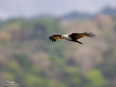 Brahminy Kite 

Scientific name - Haliastur indus 

Habitat - Open areas often near water, and also in mountains to 1500 m 

[MT. PALAY-PALAY, CAVITE, 1DM2 + 500 f4 L IS + Canon 1.4x TC, 475B/3421 support]
