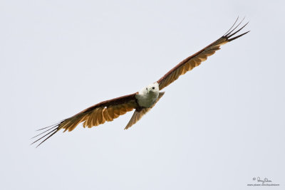 Brahminy Kite 

Scientific name - Haliastur indus 

Habitat - Open areas often near water, and also in mountains to 1500 m 

[MT. PALAY-PALAY, CAVITE, 1DM2 + 500 f4 L IS + Canon 1.4x TC, 475B/3421 support] 

