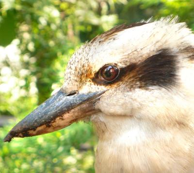 Kooka